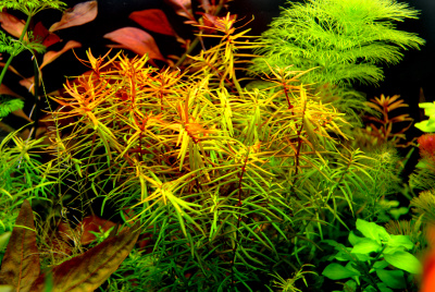 Дидиплис Диандра (Didiplis diandra)